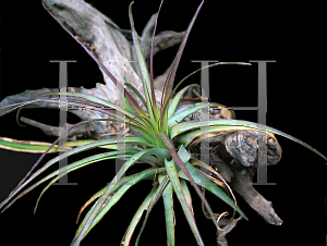Picture of Tillandsia utricularia 