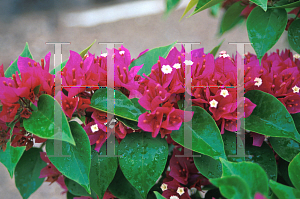 Picture of Bougainvillea  'Pink Pixie'
