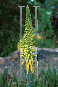 Picture of Aloe vulgaris 