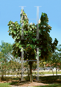 Picture of Pterospermum acerifolium 
