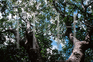 Picture of Mastichodendron foetidissimum 