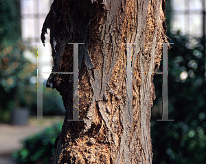 Picture of Acacia floribunda 
