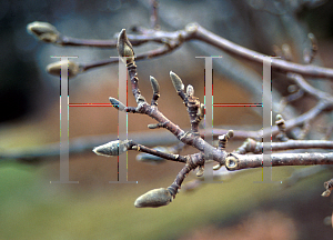 Picture of Magnolia x soulangiana 'Lennei'