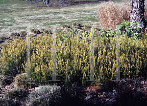 Picture of Calluna vulgaris 'Boeley Gold'