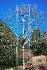Picture of Betula nigra 'Cully (Heritage)'