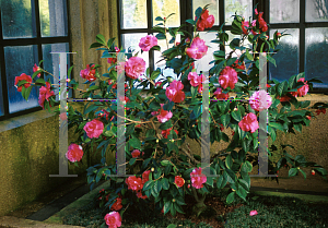 Picture of Camellia japonica 
