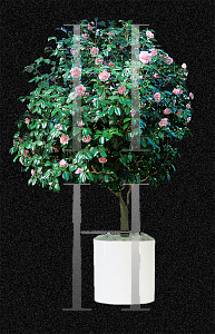 Picture of Camellia japonica 'Amity Wilson'