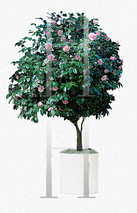Picture of Camellia japonica 'Amity Wilson'