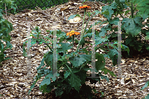 Picture of Tithonia rotundifolia 