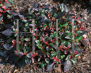 Picture of Alternanthera ficoidea 'Big Red'