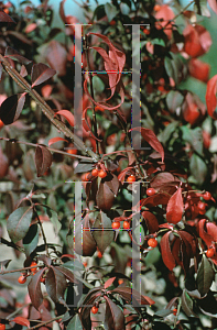 Picture of Euonymus alatus 'Timber Creek (Chicago Fire)'
