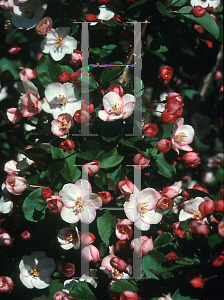 Picture of Malus x 'Hub Tures (Spring Sensation)'