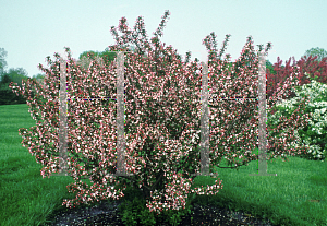 Picture of Malus x 'Hub Tures (Spring Sensation)'