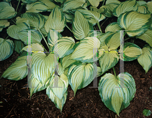 Picture of Hosta  'Dylan's Dilly'