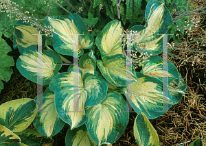 Picture of Hosta  'Great Expectations'
