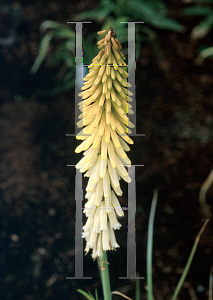 Picture of Kniphofia  'Little Maid'