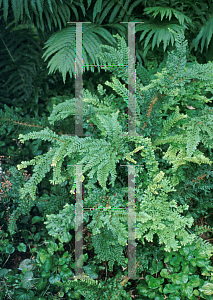 Picture of Polystichum setiferum 'Rotundatum Cristatum'