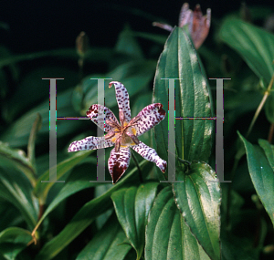 Picture of Tricyrtis x 'Empress'