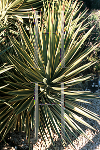 Picture of Yucca gloriosa 'Variegata'