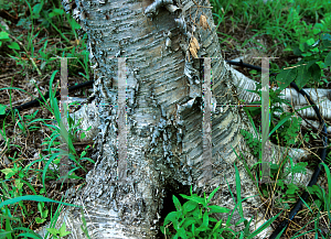 Picture of Betula alleghaniensis 