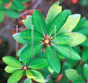Picture of Rhododendron catawbiense 'Boursault'