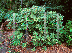 Picture of Rhododendron catawbiense 'Boursault'