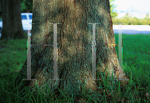 Picture of Quercus laurifolia 