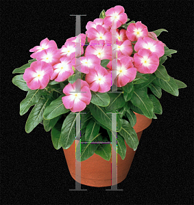 Picture of Catharanthus roseus 'Stardust Orchid'