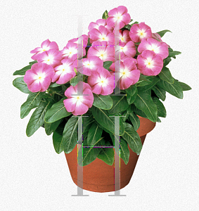 Picture of Catharanthus roseus 'Stardust Orchid'