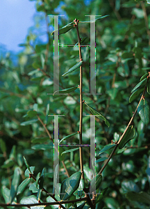 Picture of Quercus myrtifolia 