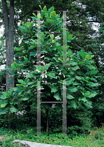Picture of Magnolia macrophylla 