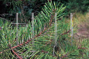 Picture of Pinus echinata 