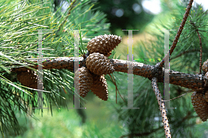 Picture of Pinus echinata 
