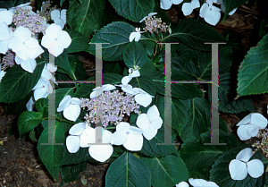 Picture of Hydrangea macrophylla 'White Cap'