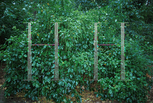 Picture of Itea ilicifolia 