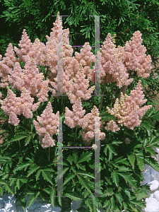 Picture of Astilbe x arendsii 'Sister Theresa'