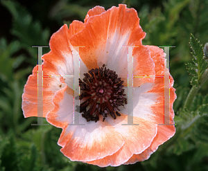 Picture of Papaver orientale 'China Boy'