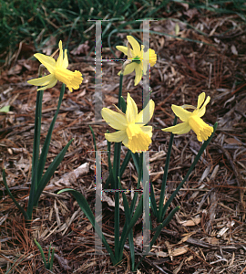 Picture of Narcissus  'February Gold'