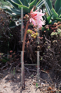 Picture of Amaryllis belladonna 