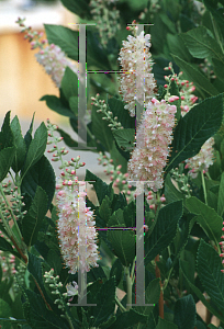 Picture of Clethra alnifolia 'Rosea'