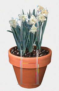 Picture of Narcissus  'Pearl Shell'
