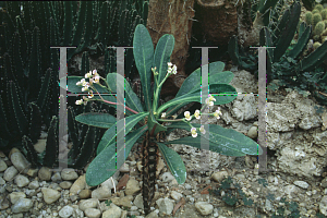 Picture of Euphorbia lophogona 