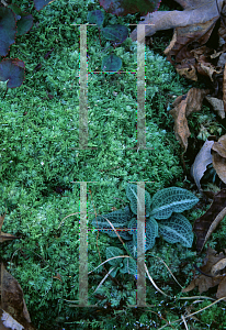 Picture of Goodyera pubescens 