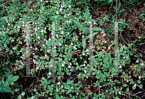 Picture of Linnaea borealis 