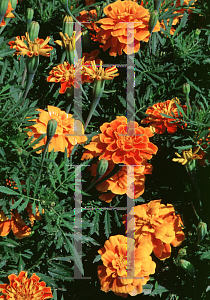 Picture of Tagetes patula 'Calico'