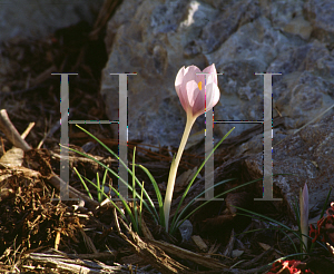 Picture of Crocus goulimyi 