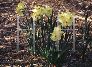 Picture of Narcissus  'Canarybird'