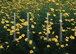 Picture of Coreopsis verticillata 'Golden Showers'