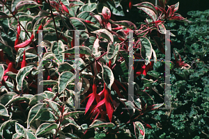 Picture of Fuchsia x 'Sunray'