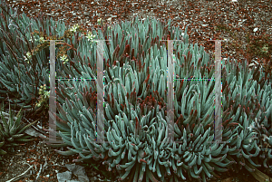 Picture of Dudleya virens 